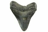 Fossil Megalodon Tooth - South Carolina #365794-1